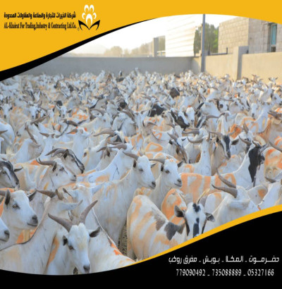 اغنام